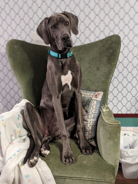 Entry image for Missy . Clicking this image will show a larger photo