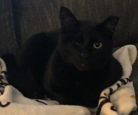 Entry image for Baby Kitty. Clicking this image will show a larger photo