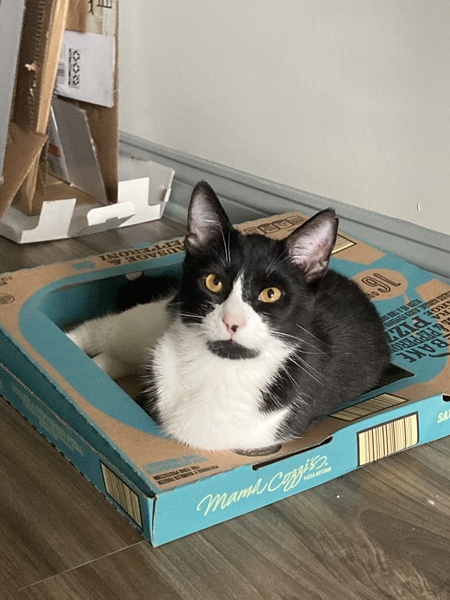 Entry image for Pretzel. Clicking this image will show a larger photo