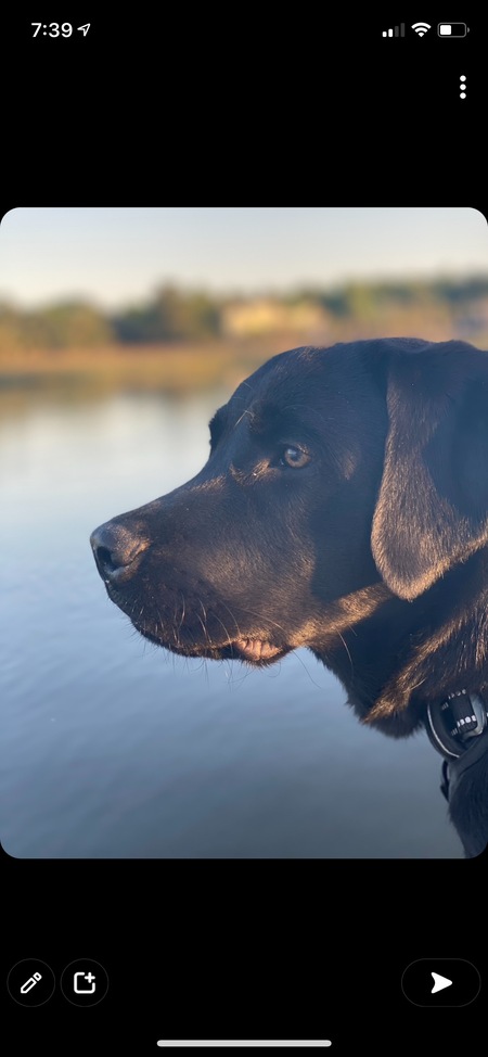 Entry image for Indy. Clicking this image will show a larger photo