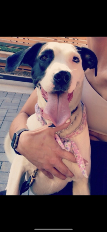 Entry image for Charlie . Clicking this image will show a larger photo