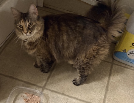 Entry image for Callie Sue. Clicking this image will show a larger photo