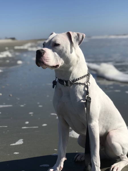 Entry image for Mr. Gibbes. Clicking this image will show a larger photo