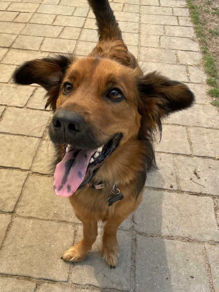 Entry image for Mocha. Clicking this image will show a larger photo