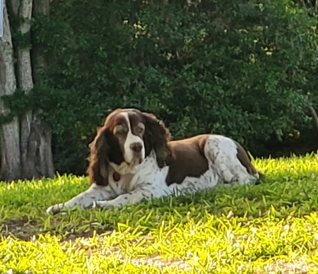 Entry image for Henry. Clicking this image will show a larger photo