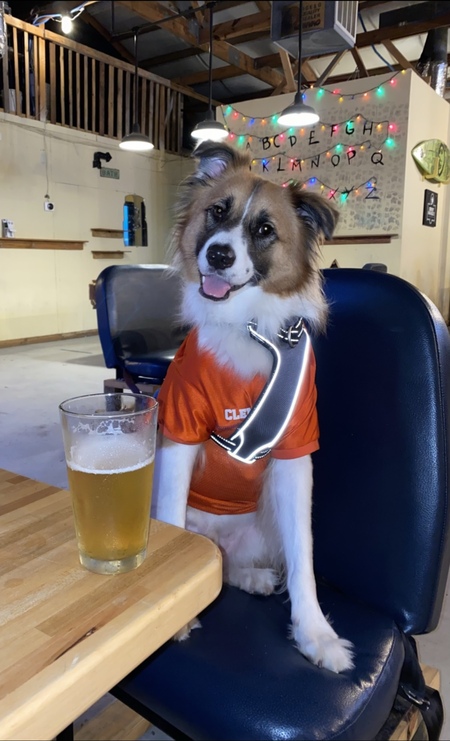 Entry image for Baxter. Clicking this image will show a larger photo