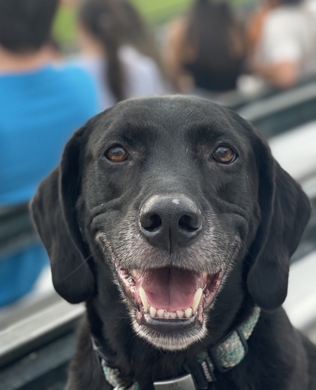 Entry image for Jax . Clicking this image will show a larger photo