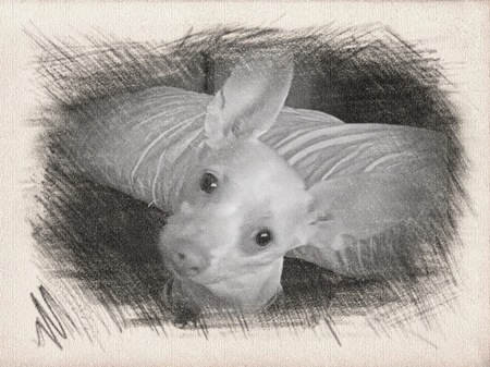 Entry image for Rudy. Clicking this image will show a larger photo