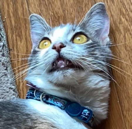 Entry image for Pearl. Clicking this image will show a larger photo