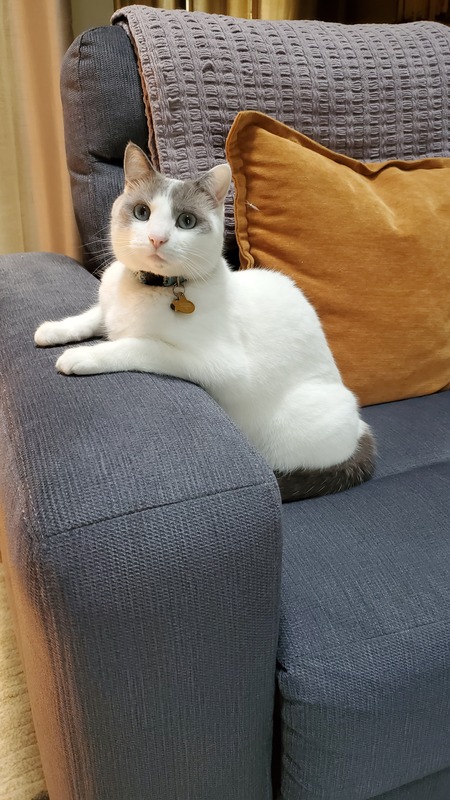 Entry image for Mia. Clicking this image will show a larger photo