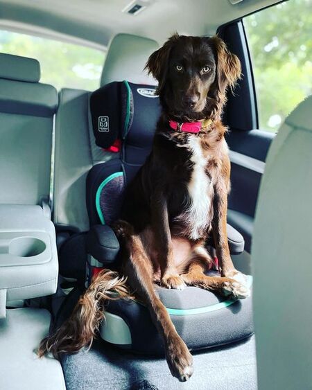 Entry image for Rosie . Clicking this image will show a larger photo