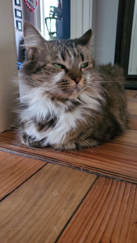 Entry image for Penelope . Clicking this image will show a larger photo