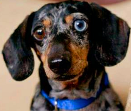 Entry image for Sprocket. Clicking this image will show a larger photo