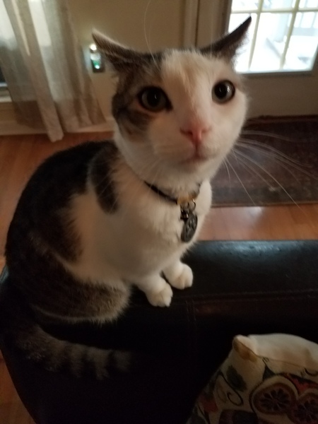 Entry image for Piper. Clicking this image will show a larger photo