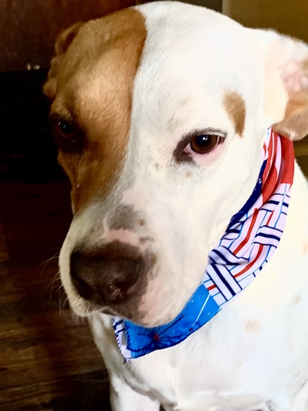 Entry image for Molly. Clicking this image will show a larger photo