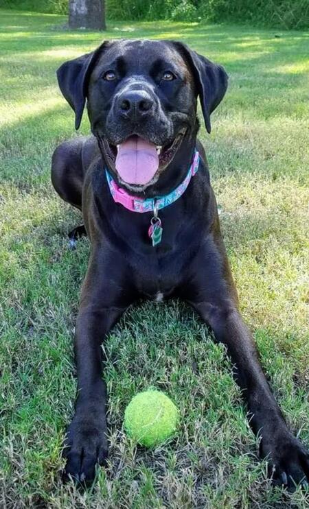 Entry image for Layla. Clicking this image will show a larger photo