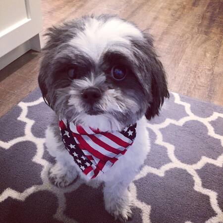 Entry image for Buster. Clicking this image will show a larger photo