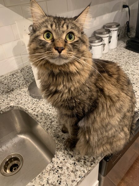 Entry image for Arnie. Clicking this image will show a larger photo