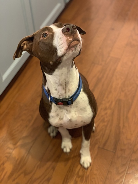 Entry image for Brownie. Clicking this image will show a larger photo