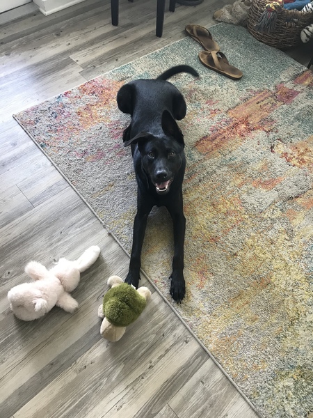 Entry image for Poe. Clicking this image will show a larger photo