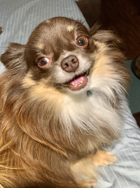 Entry image for Keanu. Clicking this image will show a larger photo