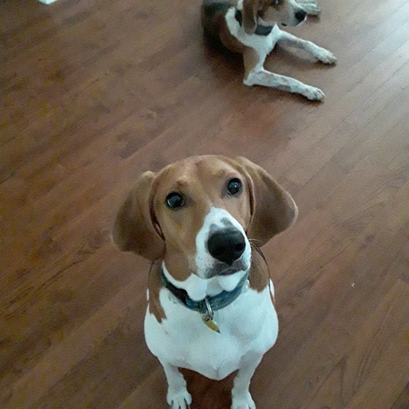 Entry image for Bubba. Clicking this image will show a larger photo