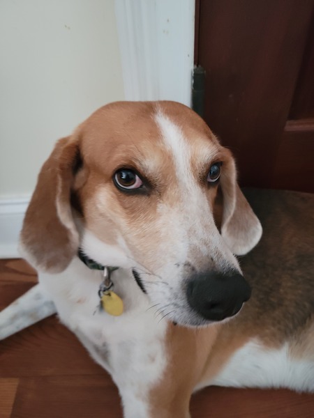 Entry image for Buddy. Clicking this image will show a larger photo