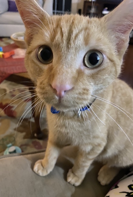 Entry image for Opie (aka The Opa-loper). Clicking this image will show a larger photo