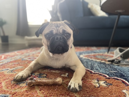 Entry image for Gunnar. Clicking this image will show a larger photo