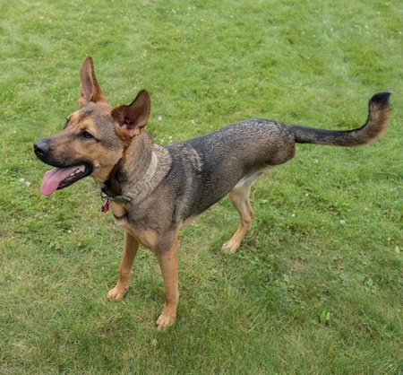 Entry image for Yoshi. Clicking this image will show a larger photo