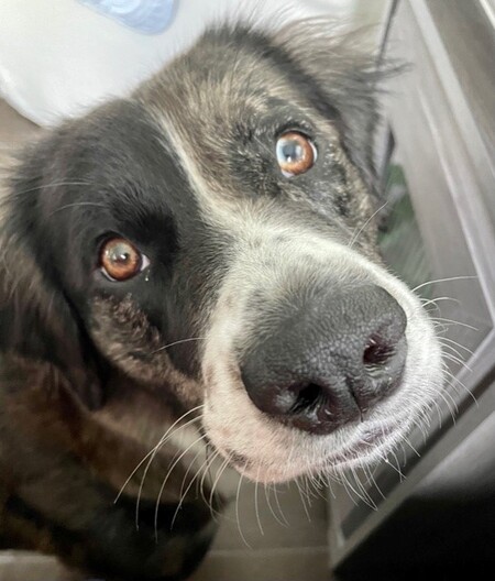 Entry image for Winnie. Clicking this image will show a larger photo