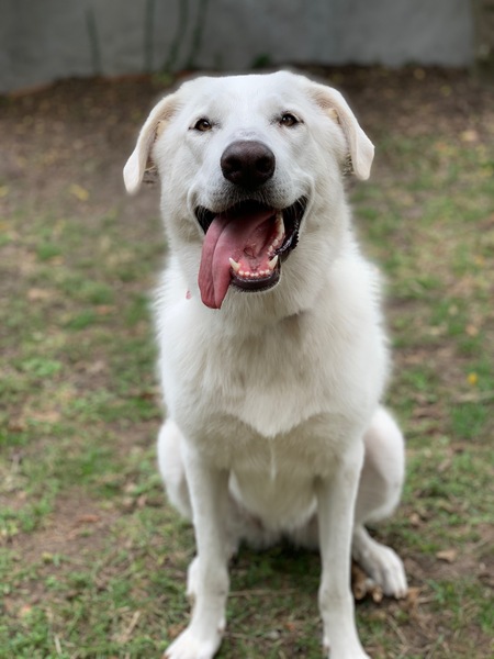 Entry image for Sadie . Clicking this image will show a larger photo