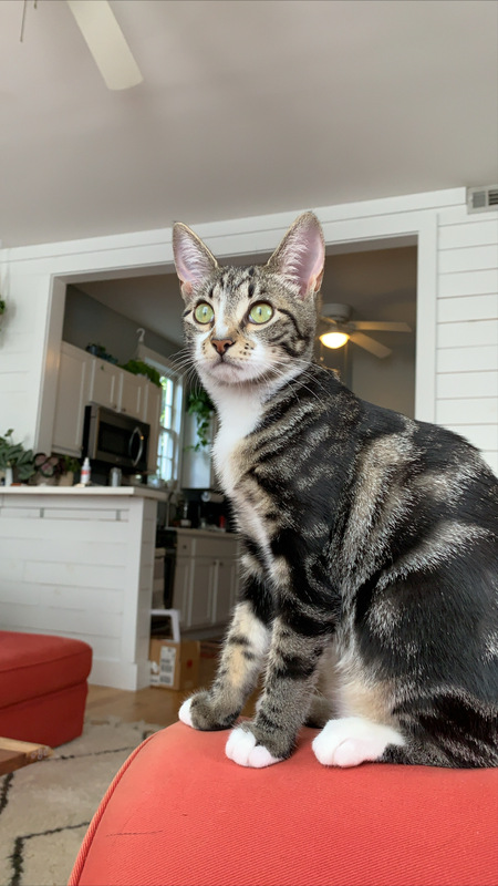 Entry image for Olive. Clicking this image will show a larger photo