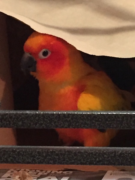 Entry image for Charlie. Clicking this image will show a larger photo