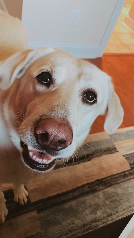 Entry image for DUKE. Clicking this image will show a larger photo