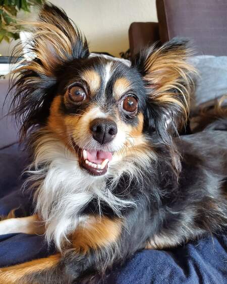 Entry image for Marley. Clicking this image will show a larger photo