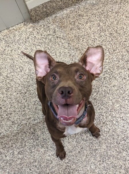 Entry image for Maggie. Clicking this image will show a larger photo