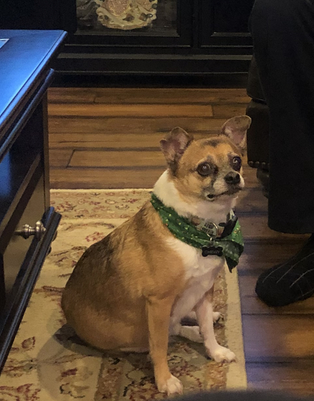 Entry image for Chewy. Clicking this image will show a larger photo