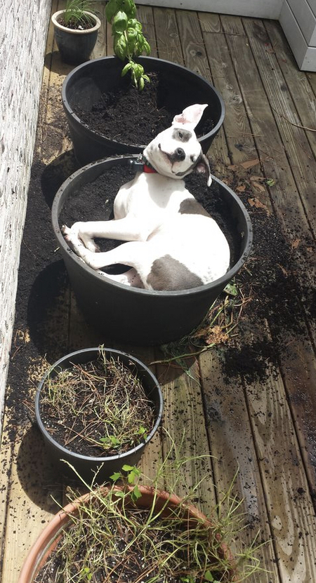 Entry image for Pixie Friedl. Clicking this image will show a larger photo