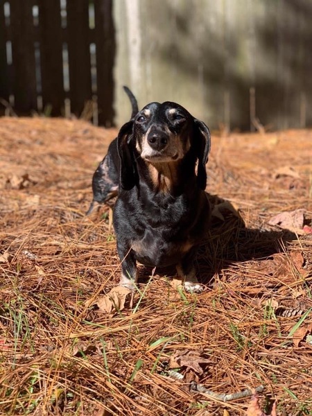 Entry image for Badger Woofgang. Clicking this image will show a larger photo