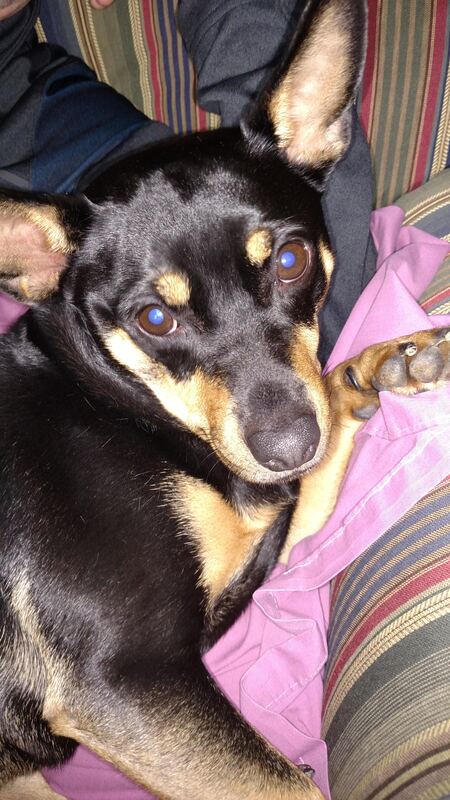 Entry image for Tilly. Clicking this image will show a larger photo