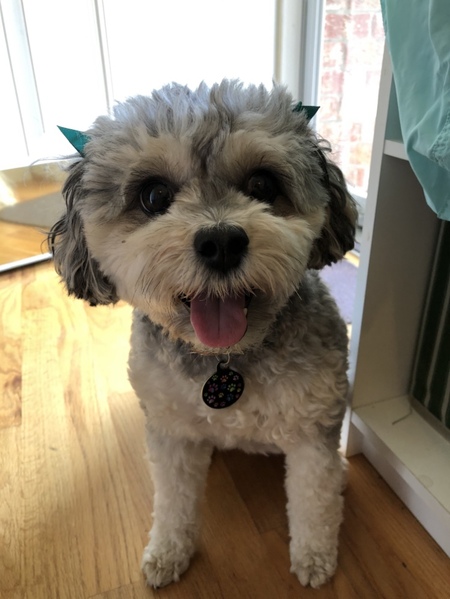 Entry image for Abby . Clicking this image will show a larger photo