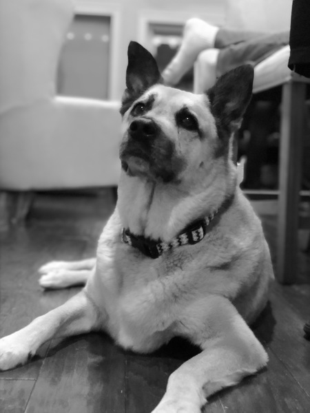 Entry image for Scout. Clicking this image will show a larger photo