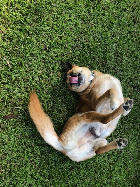 Entry image for Scout. Clicking this image will show a larger photo