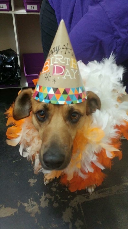 Entry image for Roscoe. Clicking this image will show a larger photo