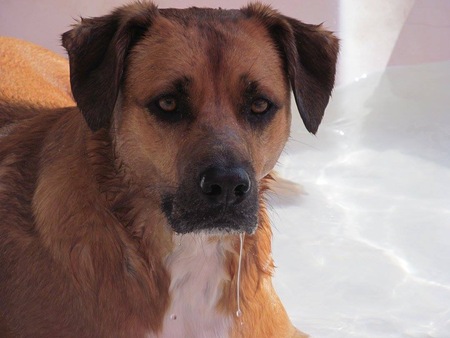 Entry image for Roscoe. Clicking this image will show a larger photo