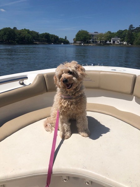 Entry image for Skipper. Clicking this image will show a larger photo