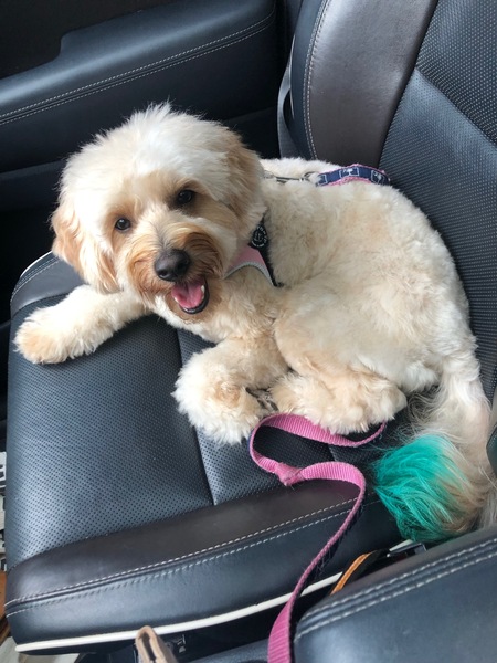 Entry image for Skipper. Clicking this image will show a larger photo