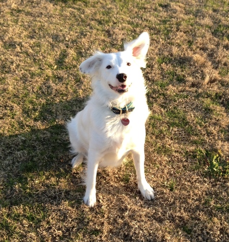 Entry image for Bubba. Clicking this image will show a larger photo