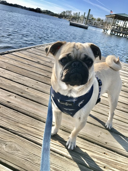 Entry image for Edgar Allan Pug. Clicking this image will show a larger photo